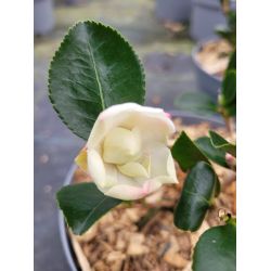 Camellia sasanqua Gay Sue