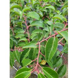 Prunus lusitanica ssp azorica 'Tico' ®