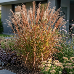 Miscanthus sinensis 'Ghana' - Roseau de Chine