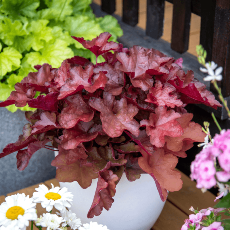 Heuchera World Caffe ® - Vienna