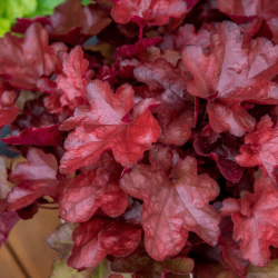 Heuchera World Caffe ® - Vienna