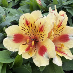Alstroemeria 'Inticancha - Sunset' ® - Lys du Pérou