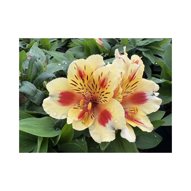 Alstroemeria 'Inticancha - Sunset' ® - Lys du Pérou