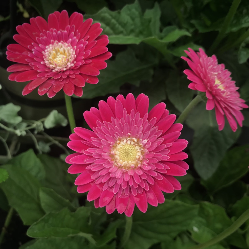 Gerbera Garvinea® 'Sweet surprise'