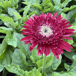Gerbera Garvinea® 'Majestic burgundy'