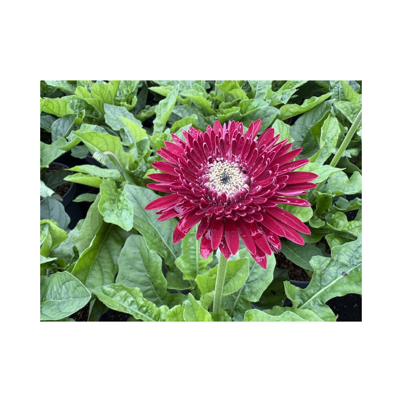 Gerbera Garvinea® 'Majestic burgundy'