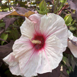 Hibiscus moscheutos 'Dark Mystery' - Summerrific ®