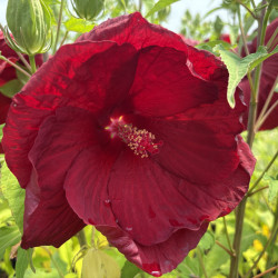 Hibiscus moscheutos 'My Valentine'