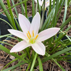 Zephyranthes candida - Lys des pluies blanc