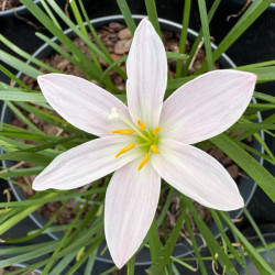 Zephyranthes candida - Lys des pluies blanc