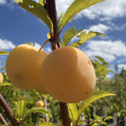 Prunus domestica 'Golden Japan