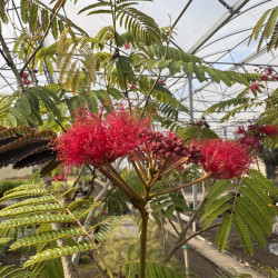 Albizia julibrissin 'Evi's pride' - Arbre à soie