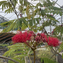 Albizia julibrissin 'Evi's pride' - Arbre à soie