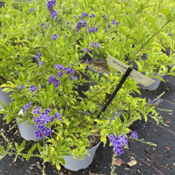 Duranta erecta C3L