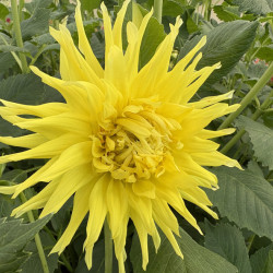 Dahlia cactus 'Kennemerland'