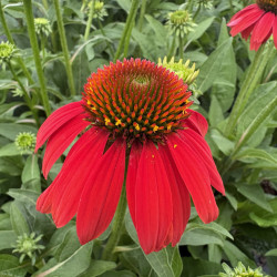Echinacea Artisan ® - 'Red Ombre' - Échinacée