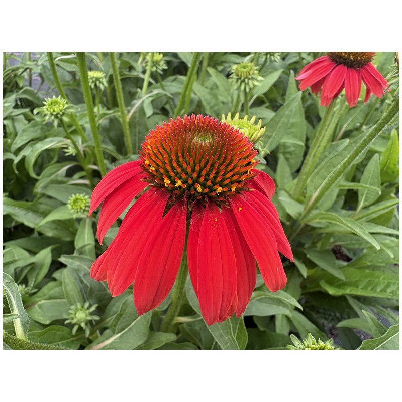 Echinacea Artisan ® - 'Red Ombre' - Échinacée