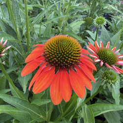 Echinacea Artisan ® - 'Soft Orange' - Échinacée