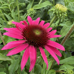 Echinacea Artisan ® - 'Rose' - Échinacée