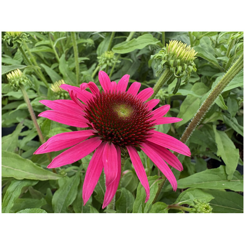 Echinacea Artisan ® - 'Rose' - Échinacée