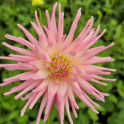 Dahlia cactus 'Park princess'
