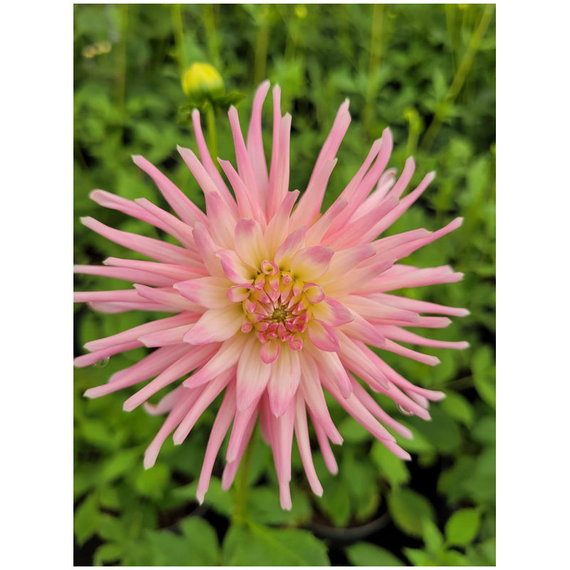 Dahlia cactus 'Park princess'
