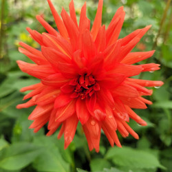 Dahlia cactus 'Park Idylle'