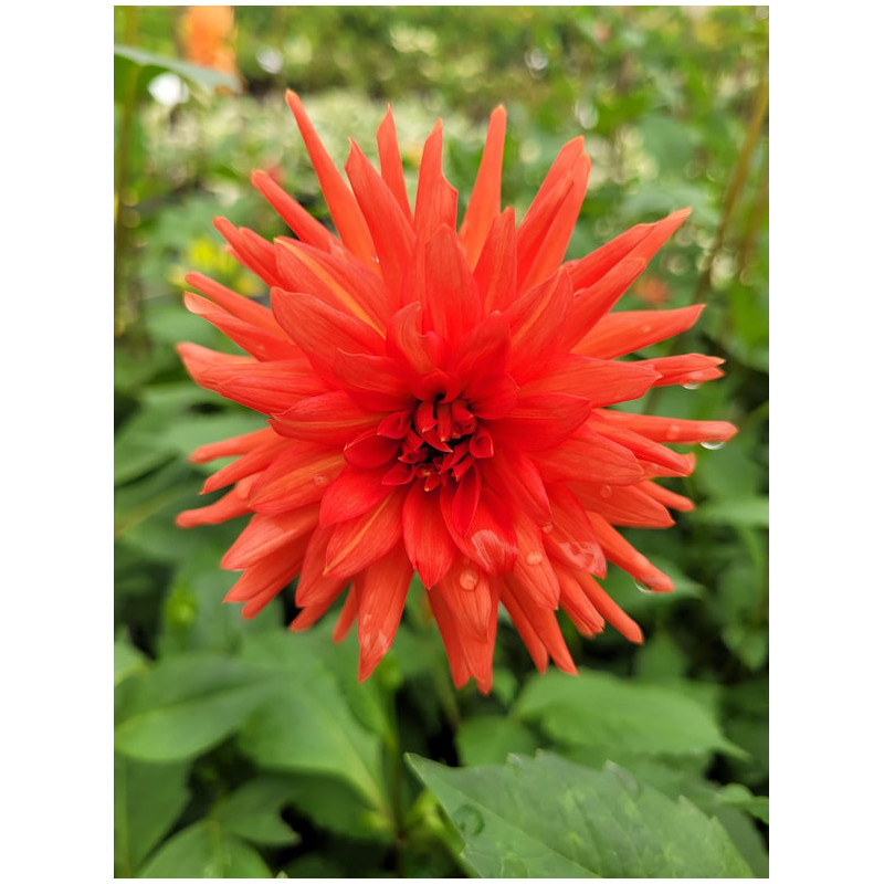 Dahlia cactus 'Park Idylle'