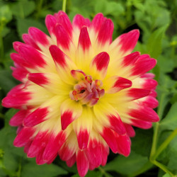 Dahlia cactus 'Tahiti sunrise'