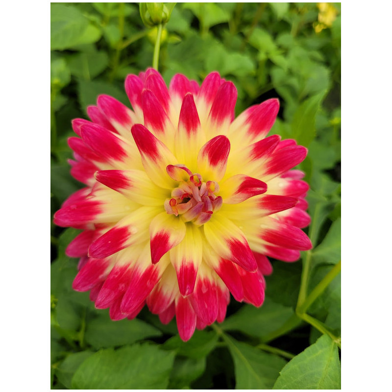 Dahlia cactus 'Tahiti sunrise'