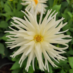 Dahlia cactus 'White princess'