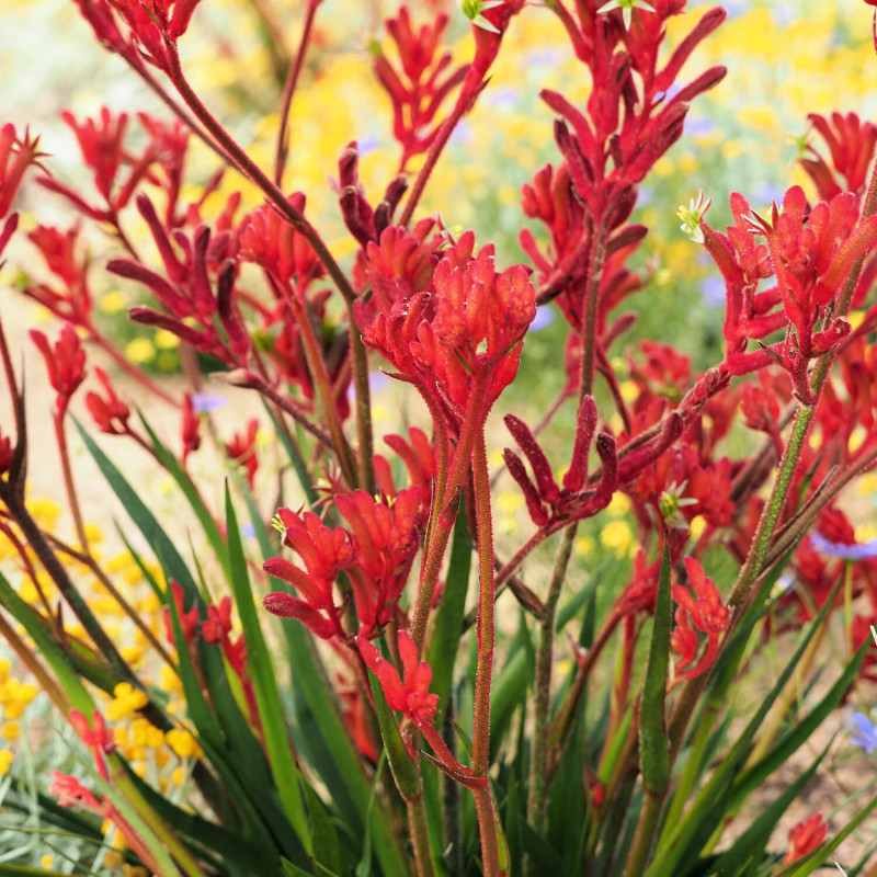 Anigozanthos flavidus 'Landscape ® Scarlett'