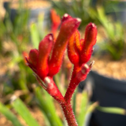 Anigozanthos flavidus 'Landscape ® Scarlett'