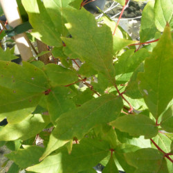 Acer triflorum
