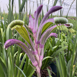 Anigozanthos x hybrida celebration® carnival