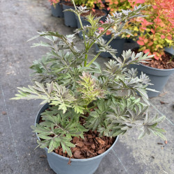 Sambucus nigra 'Laced Up' ® - Sureau noir