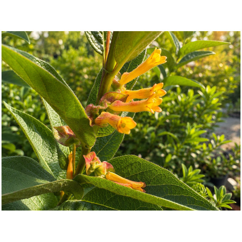 Lonicera involucrata 'Ledebourii'