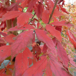 Acer triflorum
