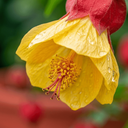 ABUTILON megapotamicum 'Globosum'