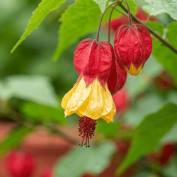 ABUTILON megapotamicum 'Globosum'