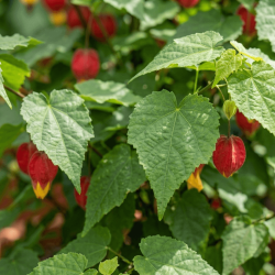 ABUTILON megapotamicum 'Globosum'
