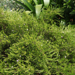 Diosma 'Pulchella'