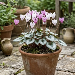 Cyclamen hederifolium 'Silver Leaf'