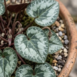 Cyclamen hederifolium 'Silver Leaf'