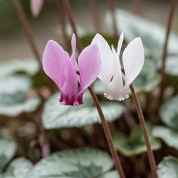 Cyclamen hederifolium 'Silver Leaf'
