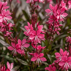 Gaura lindheimeri 'Gaudi ® Red'