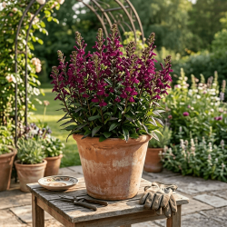 Lobelia x speciosa 'Starship Burgundy'