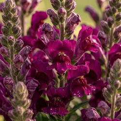 Lobelia x speciosa 'Starship Burgundy'