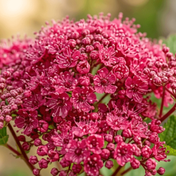 Filipendula 'Red Umbrellas' - Reine des prés
