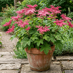 Filipendula 'Red Umbrellas' - Reine des prés